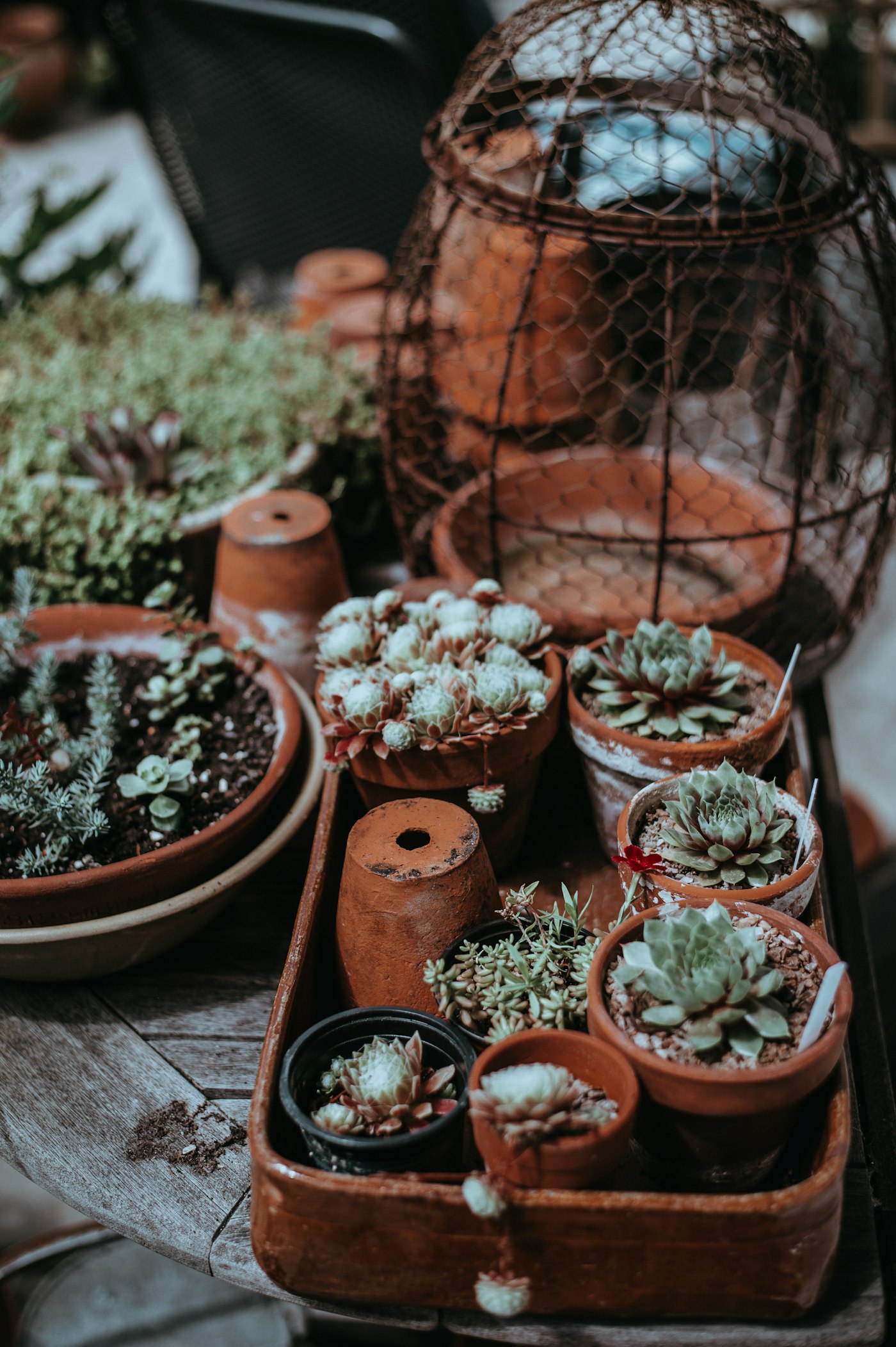 مجموعة عصاريات — ثلاثة أصص